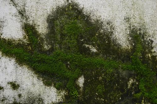 Removing Moss from Concrete Surfaces - Concrete Renovations