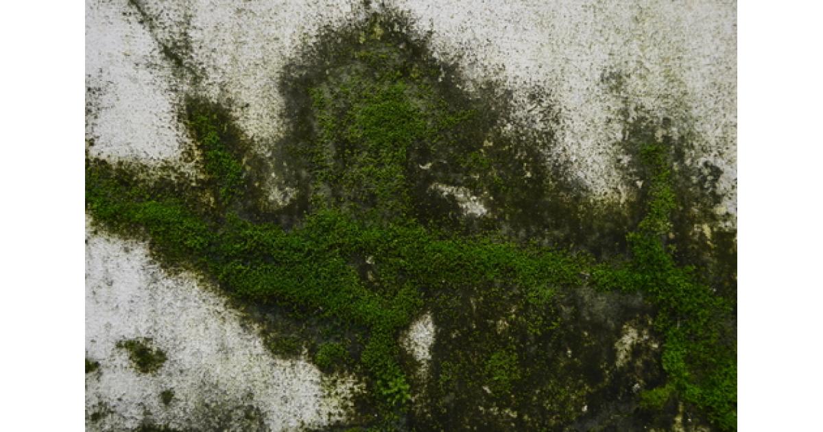 Removing Moss From Patio Paving